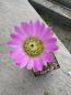 Preview: Echinocereus huasteca